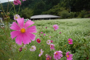 会場に咲くコスモスとソバの花