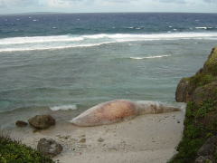 }TNr[`ɑłグꂽȃNW̎