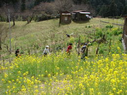 栗平地区の空間、辺り一面に菜の花が満開